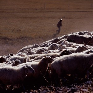 «Охота на овец» «Охота на овец»