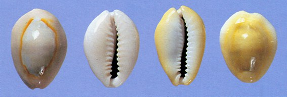 Раковины-каури Рис. 1. Раковины-каури